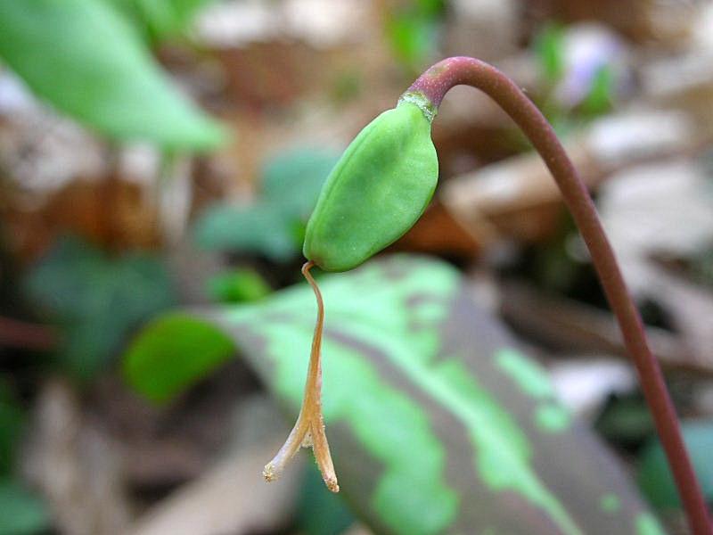 Erythronium dens-canis / Dente di cane